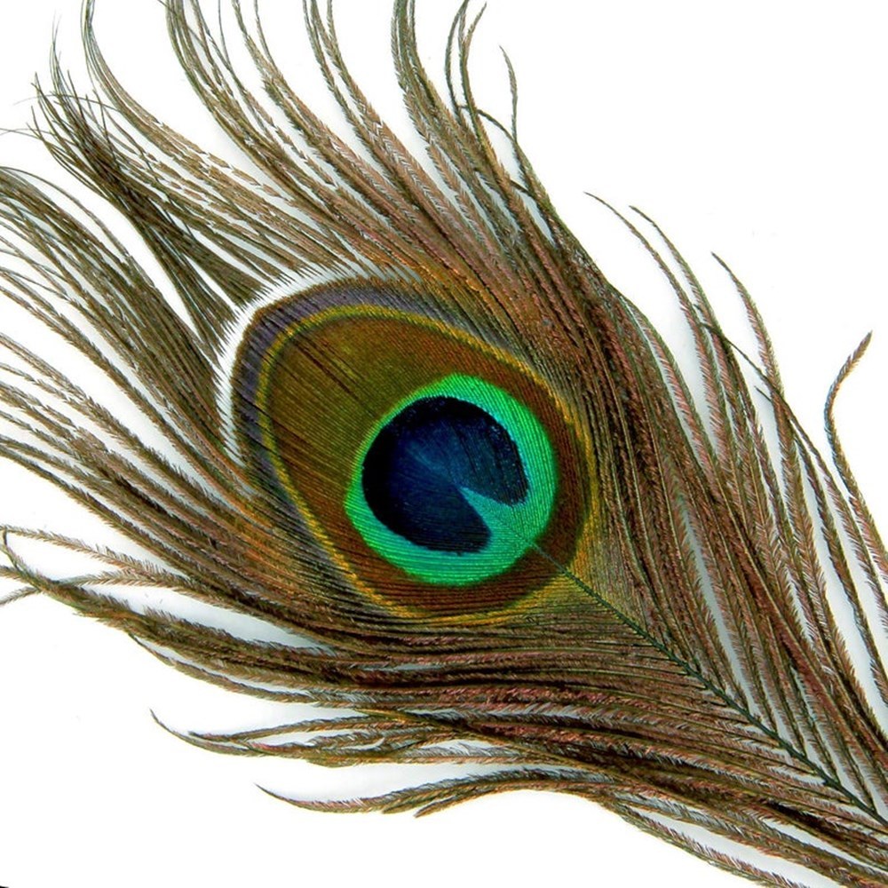 Peacock Feather Eyes 2-6 Cm Peacock Feather Feathers 40-50cm