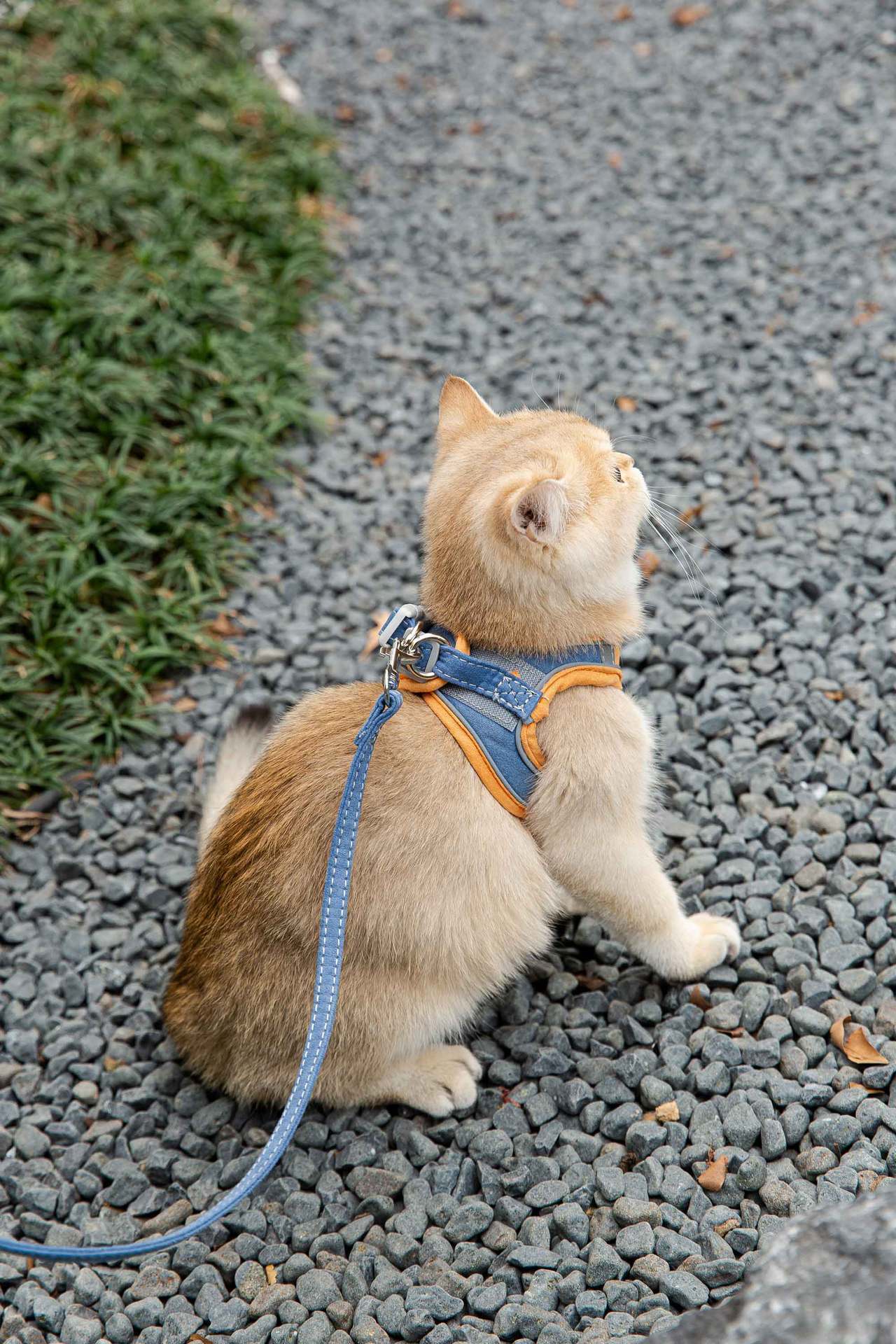 Cat Traction Rope Vest-Style Reflective Chest Harness Anti-Stroke Resistance Cute Go Out Dog Traction Rope Special Rope For Walking Cats