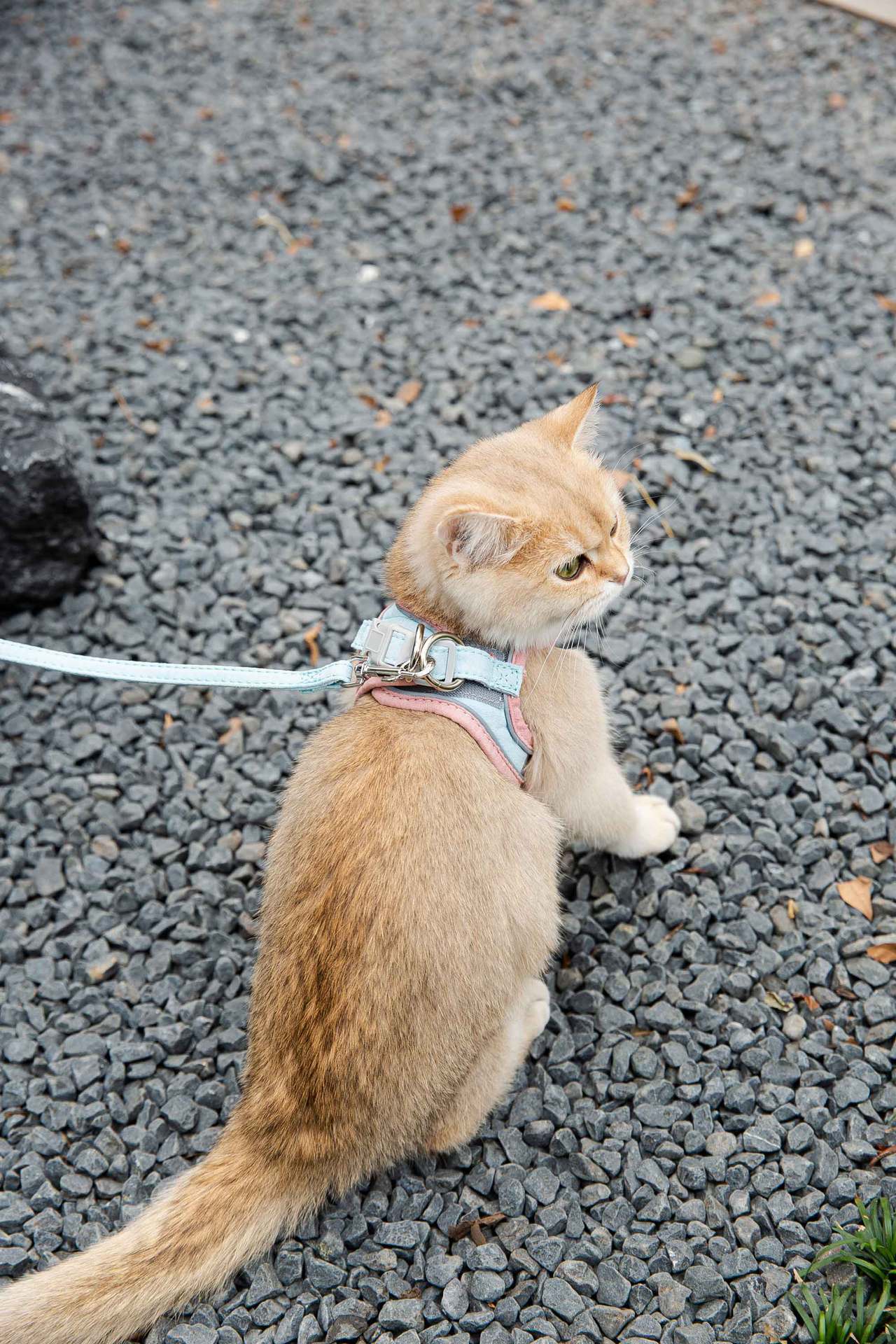 Cat Traction Rope Vest-Style Reflective Chest Harness Anti-Stroke Resistance Cute Go Out Dog Traction Rope Special Rope For Walking Cats