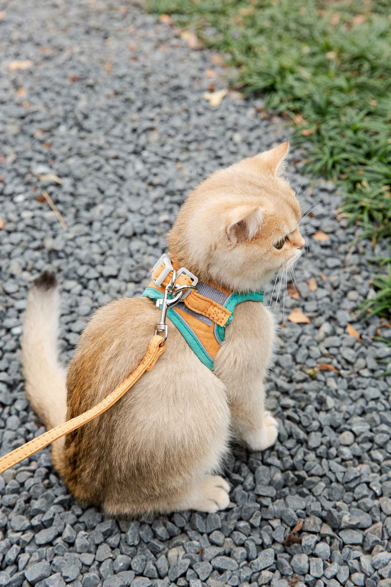 Cat Traction Rope Vest-Style Reflective Chest Harness Anti-Stroke Resistance Cute Go Out Dog Traction Rope Special Rope For Walking Cats