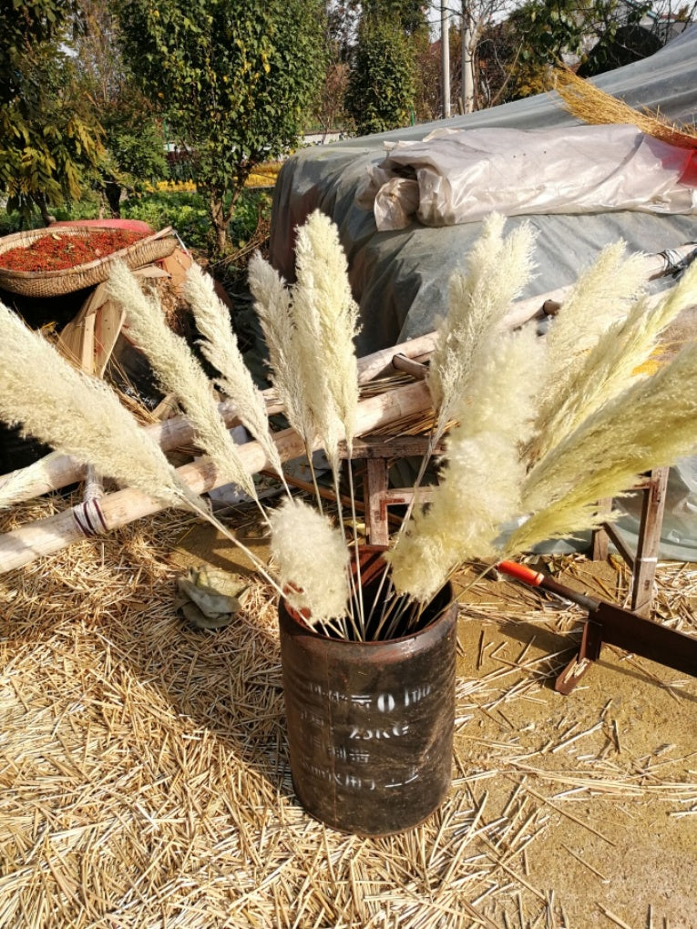 Reed dried flower bouquet