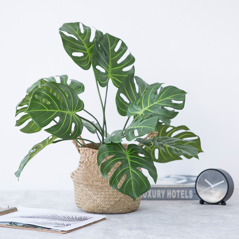 Monstera simulation plant