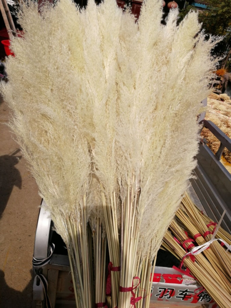 Reed dried flower bouquet